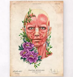 Muscles du visage II - Floral - Vintage-Codex Anatomicus New