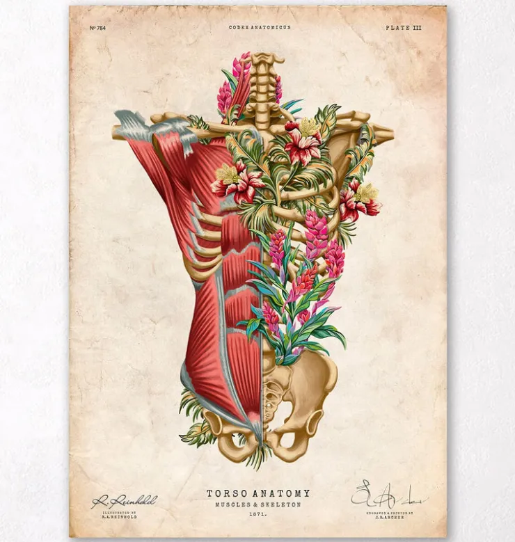 Muscles et os du torse - Floral - Vintage-Codex Anatomicus Clearance