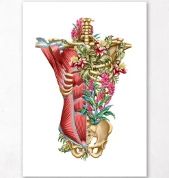 Muscles et os du torse - Floral - Blanc-Codex Anatomicus Discount