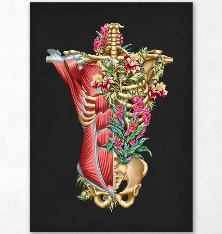 Muscles et os du torse - Floral - Noir-Codex Anatomicus Sale