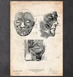 Muscles faciaux III-Codex Anatomicus Hot