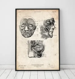 Muscles faciaux III-Codex Anatomicus Hot