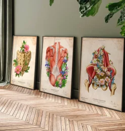 Muscles iliaque et psoas - Floral - Vintage-Codex Anatomicus Outlet