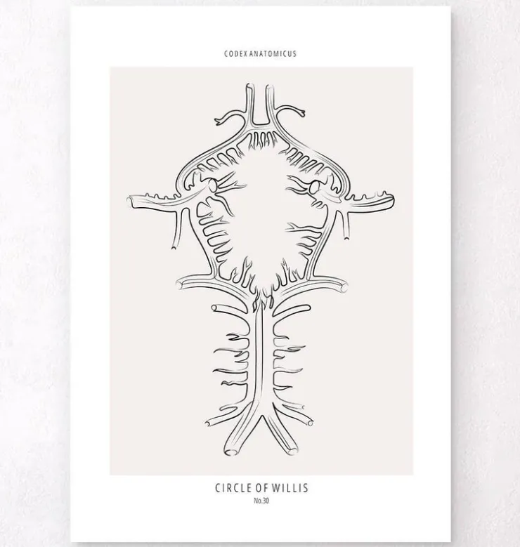 Polygone de Willis - Line Art-Codex Anatomicus Sale