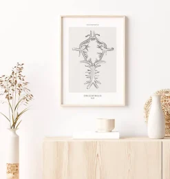 Polygone de Willis - Line Art-Codex Anatomicus Sale