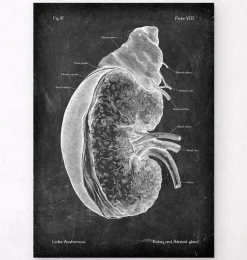 Rein et glande surrénale - Chalkboard-Codex Anatomicus Online