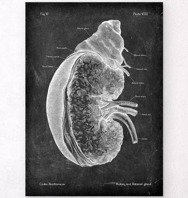 Rein et glande surrénale - Chalkboard-Codex Anatomicus Online
