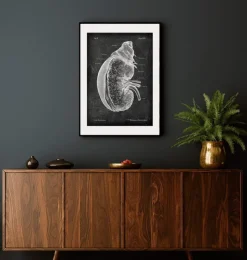 Rein et glande surrénale - Chalkboard-Codex Anatomicus Online