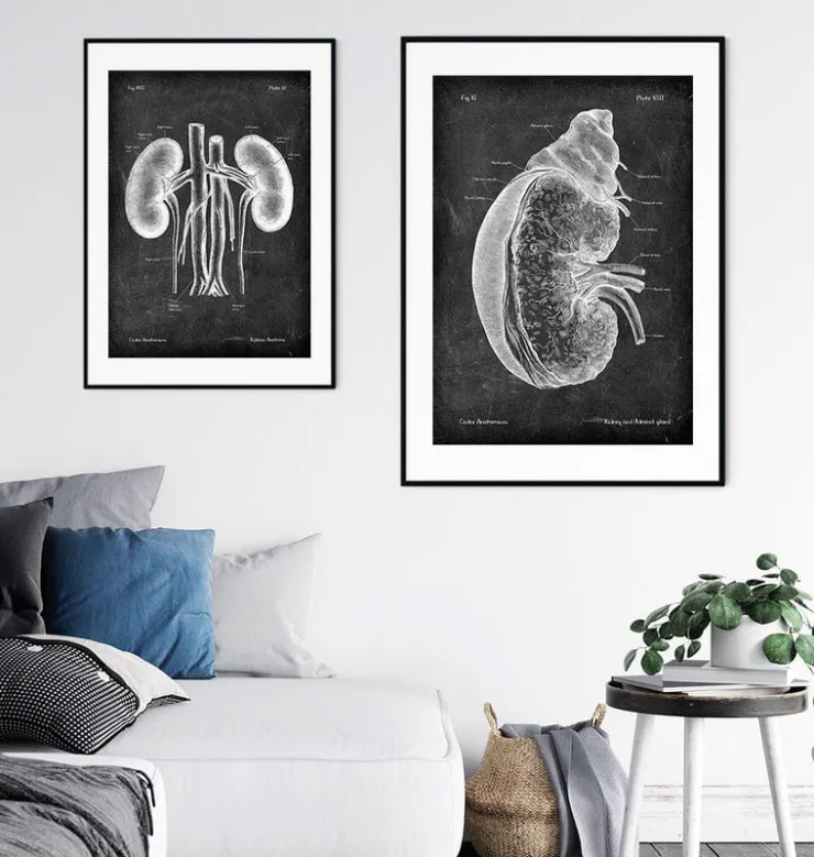 Rein et glande surrénale - Chalkboard-Codex Anatomicus Online