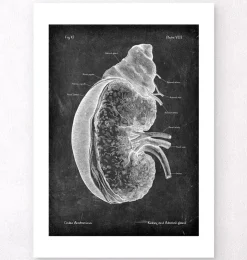 Rein et glande surrénale - Chalkboard-Codex Anatomicus Online