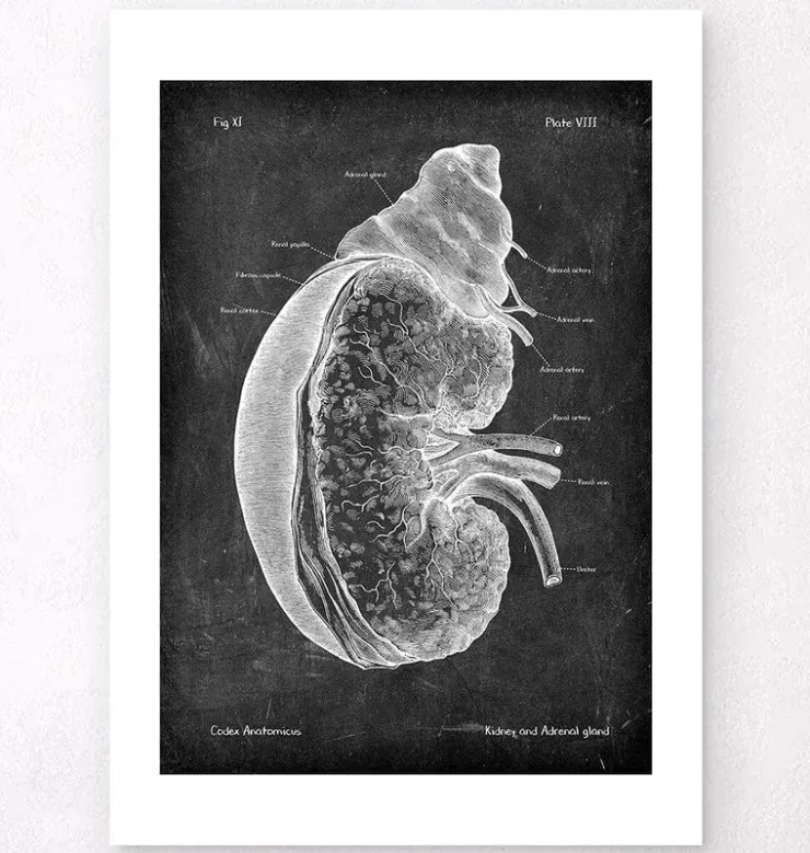 Rein et glande surrénale - Chalkboard-Codex Anatomicus Online
