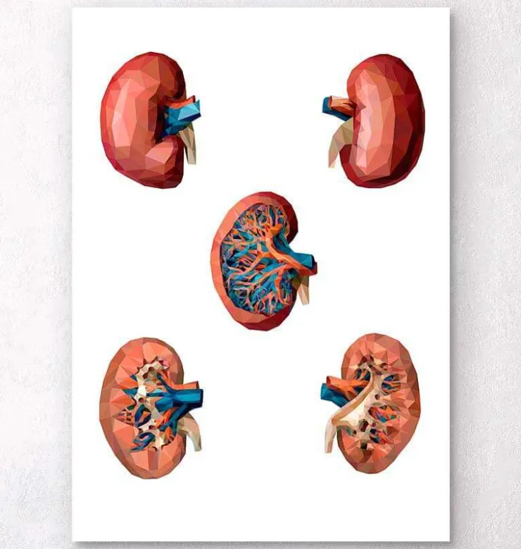 Rein géométrique-Codex Anatomicus Best