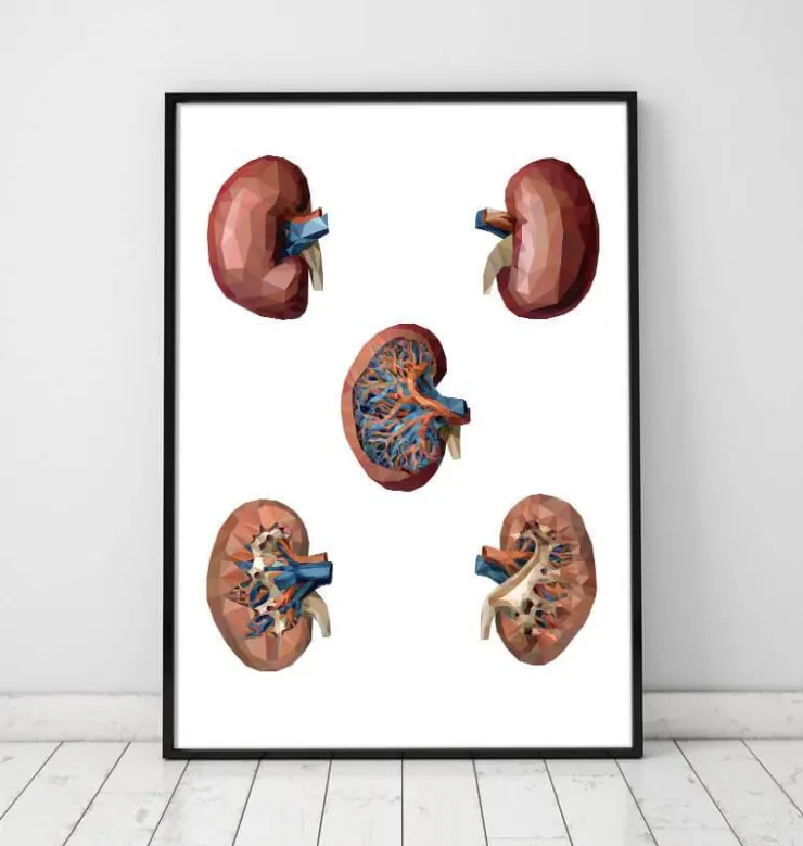 Rein géométrique-Codex Anatomicus Best