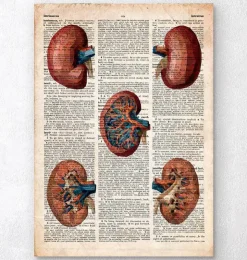 Rein géométrique - Dictionnaire-Codex Anatomicus Hot