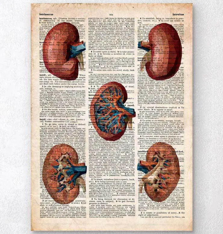 Rein géométrique - Dictionnaire-Codex Anatomicus Hot
