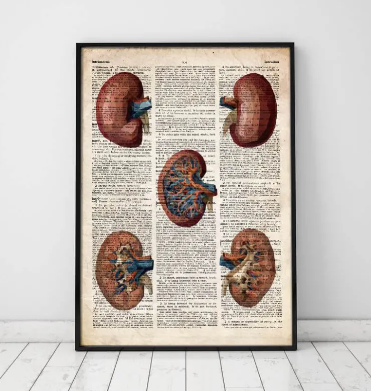 Rein géométrique - Dictionnaire-Codex Anatomicus Hot