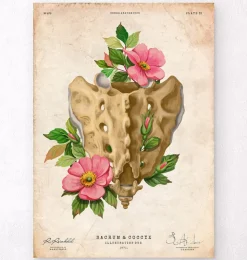 Sacrum et coccyx - Floral - Vintage-Codex Anatomicus Discount