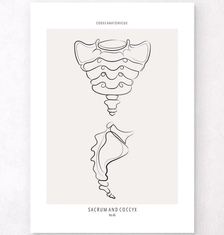 Sacrum et coccyx - Line Art-Codex Anatomicus Discount