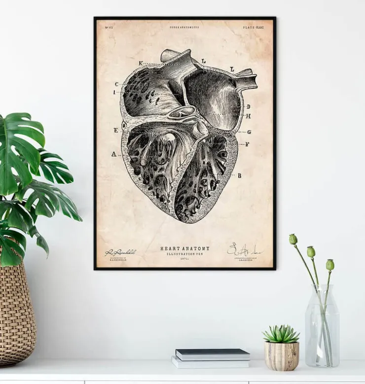 Section cardiaque II-Codex Anatomicus New
