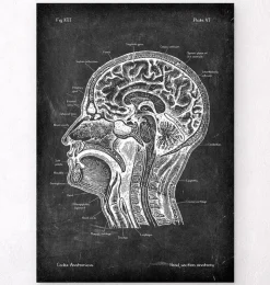 Section de la tête - Chalkboard-Codex Anatomicus Outlet