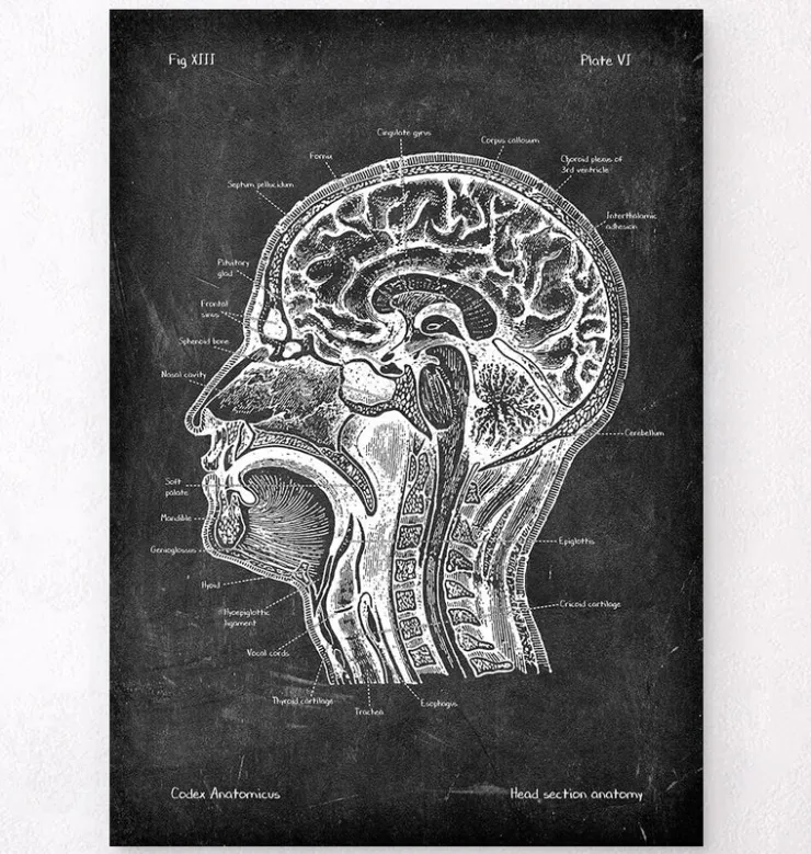 Section de la tête - Chalkboard-Codex Anatomicus Outlet