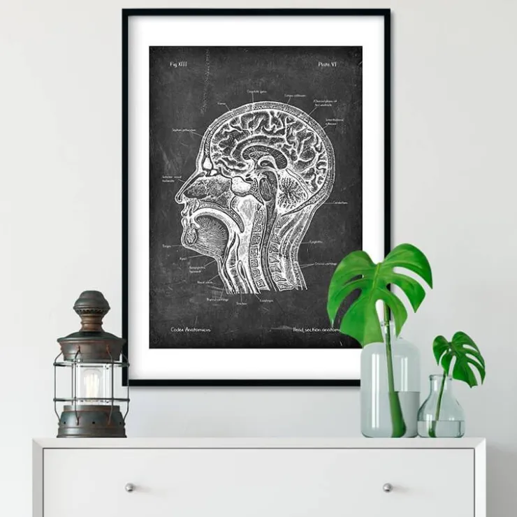 Section de la tête - Chalkboard-Codex Anatomicus Outlet