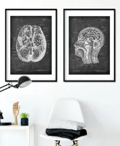 Section de la tête - Chalkboard-Codex Anatomicus Outlet