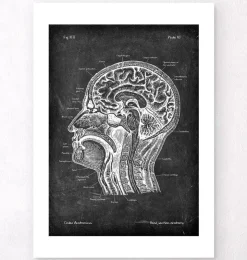 Section de la tête - Chalkboard-Codex Anatomicus Outlet