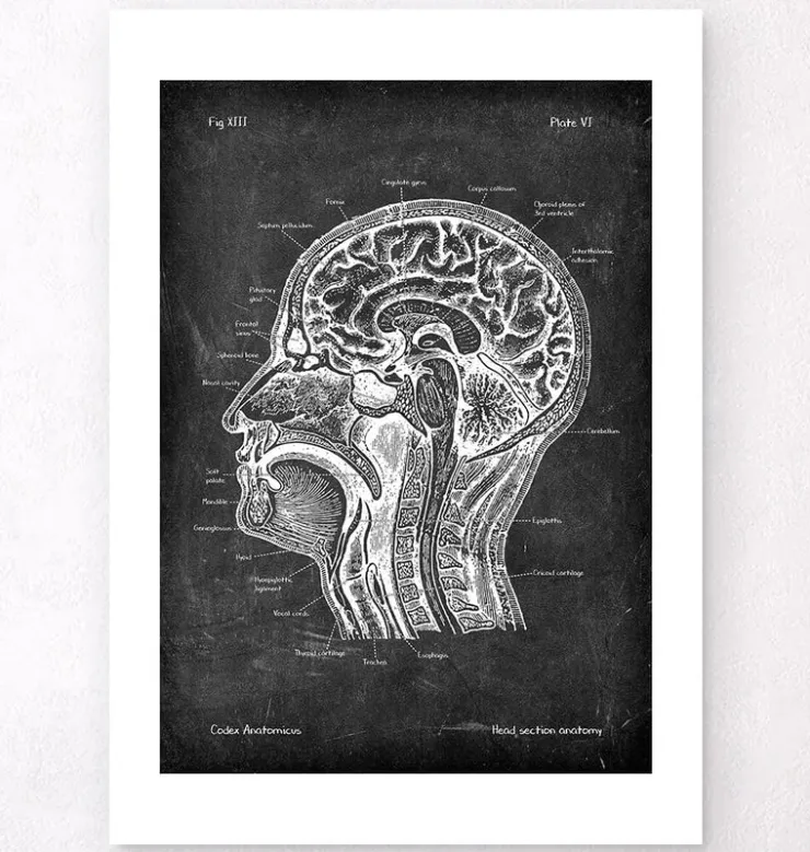 Section de la tête - Chalkboard-Codex Anatomicus Outlet