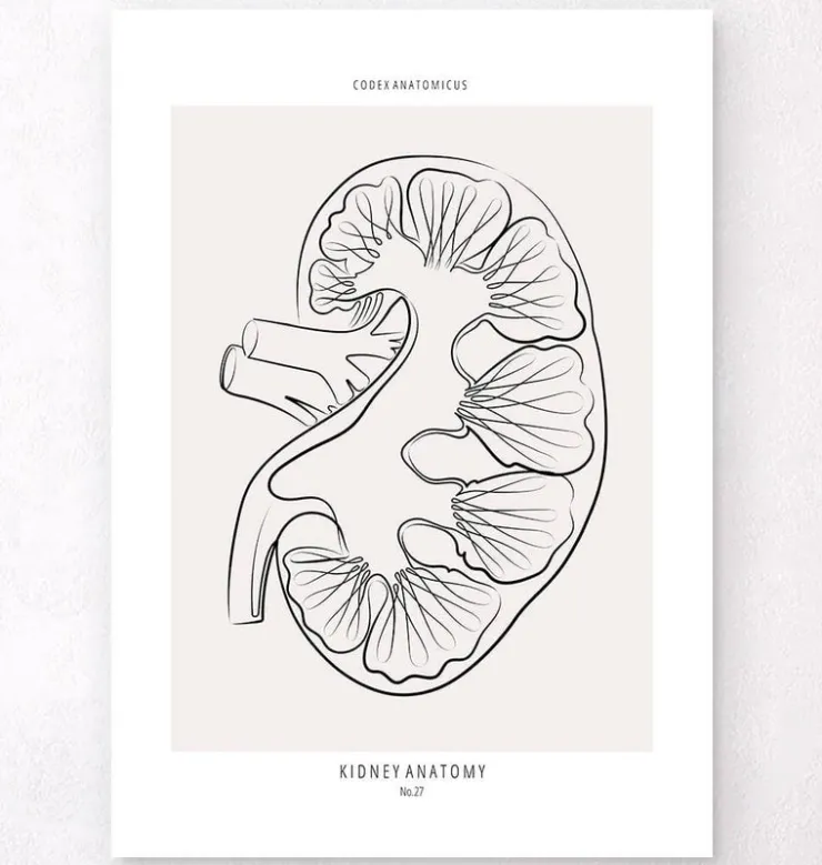 Section rénale - Line Art-Codex Anatomicus New