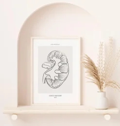 Section rénale - Line Art-Codex Anatomicus New