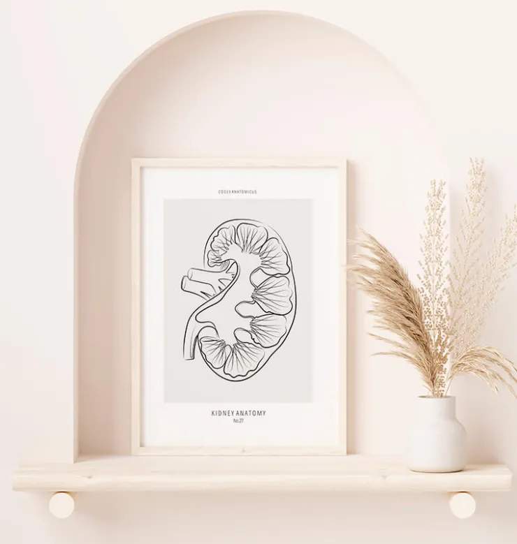 Section rénale - Line Art-Codex Anatomicus New
