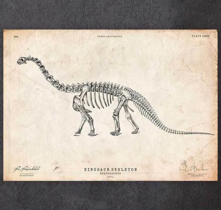 Squelette de dinosaure - Apatosaurus-Codex Anatomicus Sale