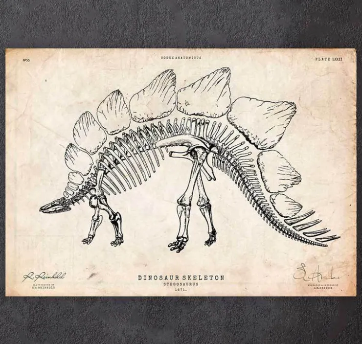 Squelette de dinosaure - Stegosaurus-Codex Anatomicus Best
