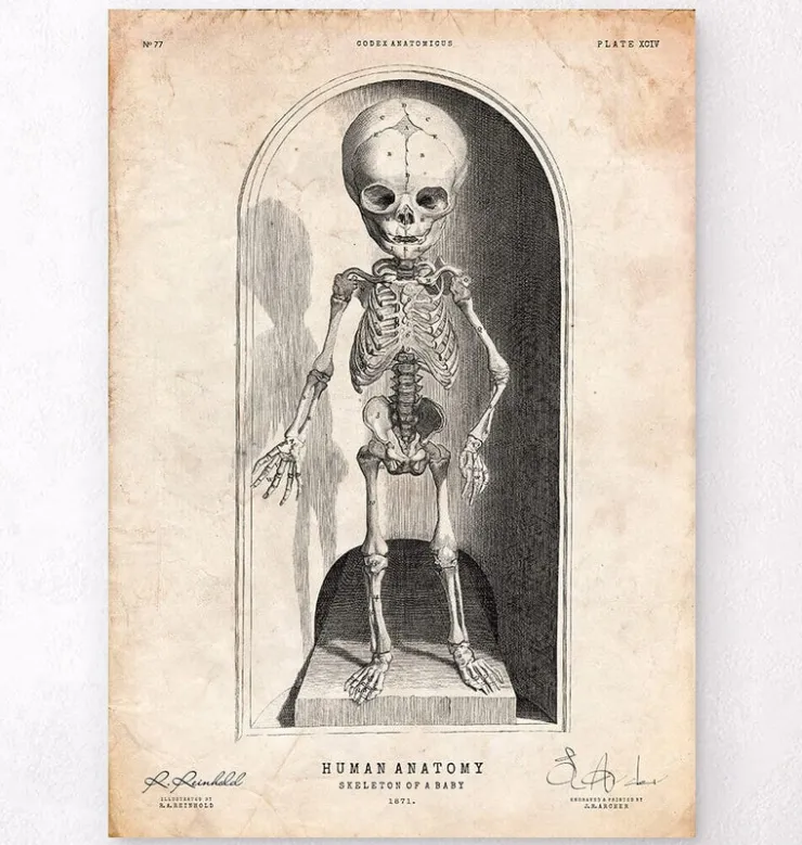 Squelette d'un bébé-Codex Anatomicus