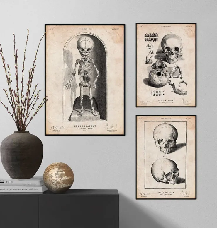 Squelette d'un bébé-Codex Anatomicus