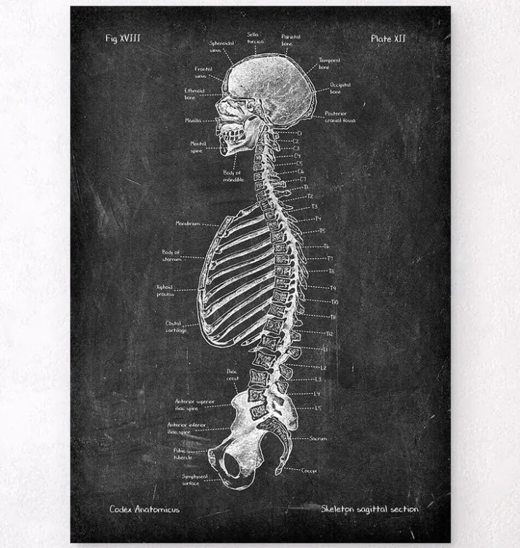 Squelette en coupe - Chalkboard-Codex Anatomicus Sale