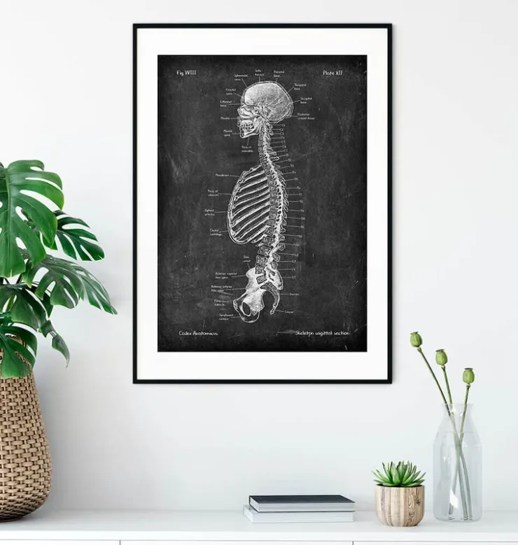 Squelette en coupe - Chalkboard-Codex Anatomicus Sale