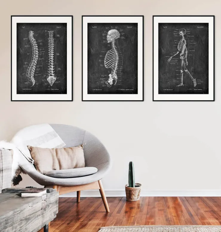 Squelette en coupe - Chalkboard-Codex Anatomicus Sale