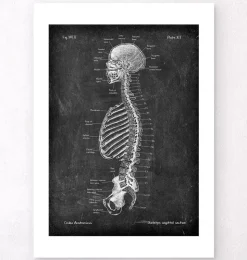 Squelette en coupe - Chalkboard-Codex Anatomicus Sale