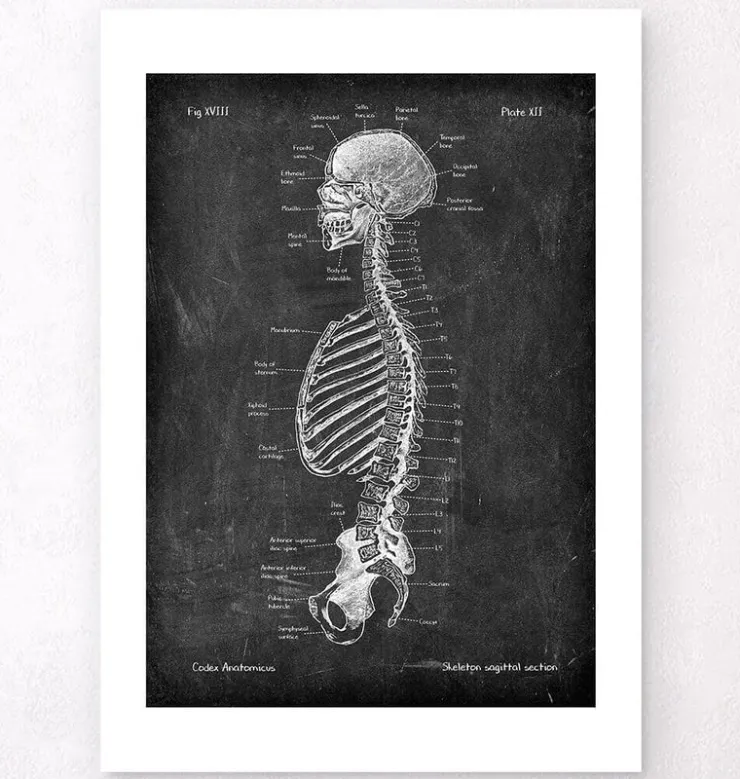 Squelette en coupe - Chalkboard-Codex Anatomicus Sale