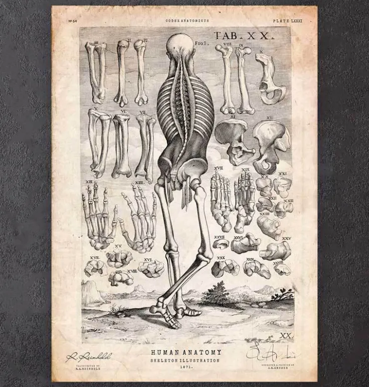 Squelette humain III-Codex Anatomicus Clearance