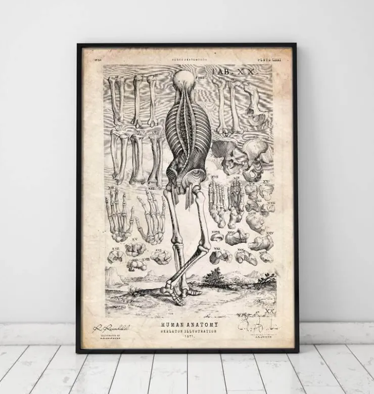 Squelette humain III-Codex Anatomicus Clearance