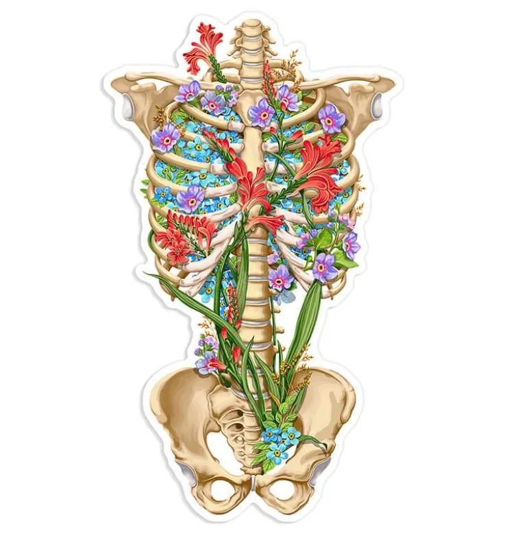 Sticker d'anatomie cage thoracique III - Floral-Codex Anatomicus Clearance