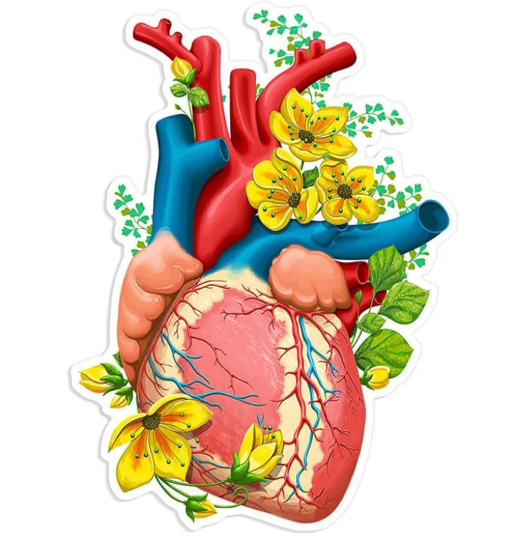 Sticker d'anatomie cardiaque II - Floral-Codex Anatomicus