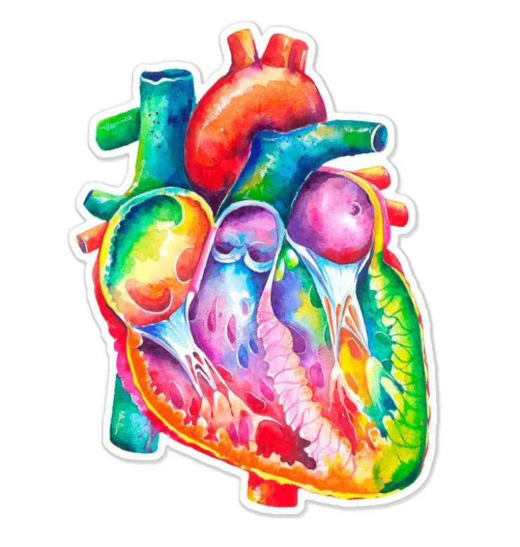 Sticker d'anatomie cardiaque - Aquarelle-Codex Anatomicus Best