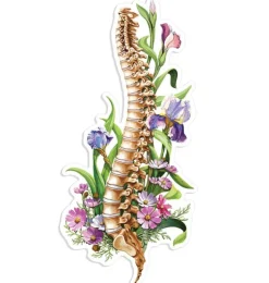 Sticker d'anatomie de la colonne vertébrale - Floral-Codex Anatomicus Online