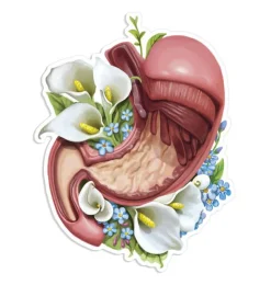 Sticker d'anatomie de l'estomac - Floral-Codex Anatomicus Best