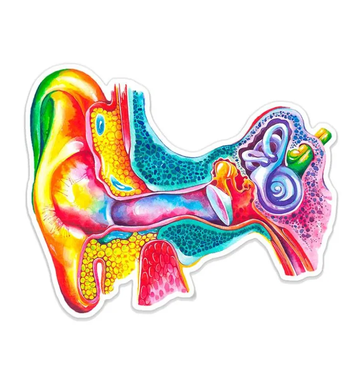 Sticker d'anatomie de l'oreille - Aquarelle-Codex Anatomicus Online