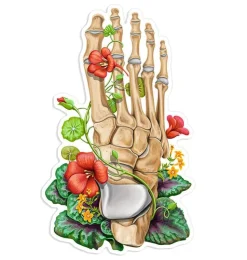 Sticker d'anatomie de os du pied - Floral-Codex Anatomicus Online